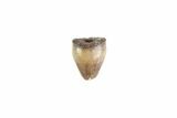 Cretaceous Crocodile Tooth - Hell Creek Formation #71200-1